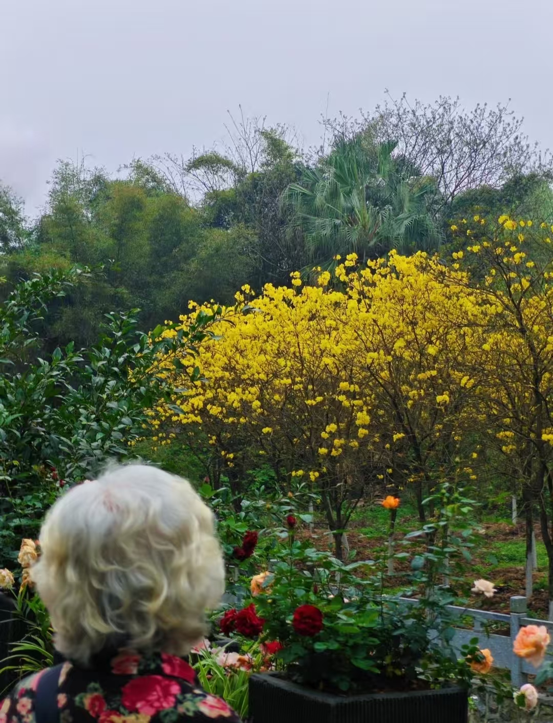 A Day in Guilin’s Seven Star Park: Where Limestone Peaks Whisper Ancient Poetry